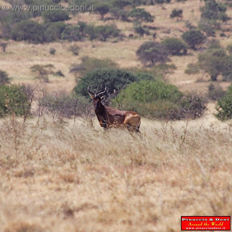 Ethiopia - Netch Sar Park - 83 - Swaynes Hartebeest.jpg